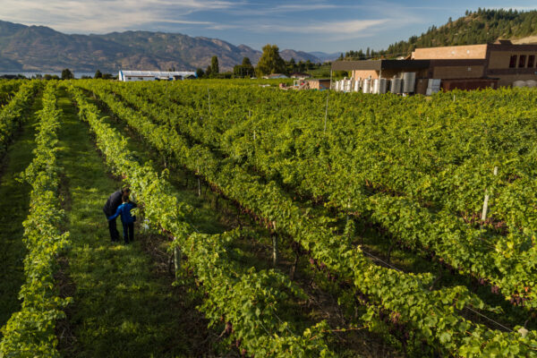 Volcanic Hills WineryAerial Summer Vineyards 3